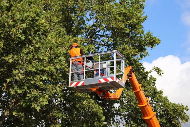 Best Storm Damage Tree Cleanup  in Greenock, PA